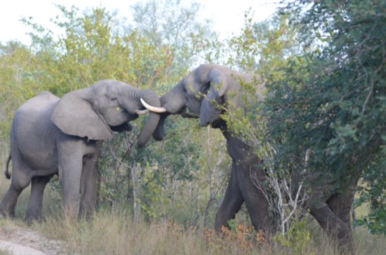 Don't Argue with an Elephant