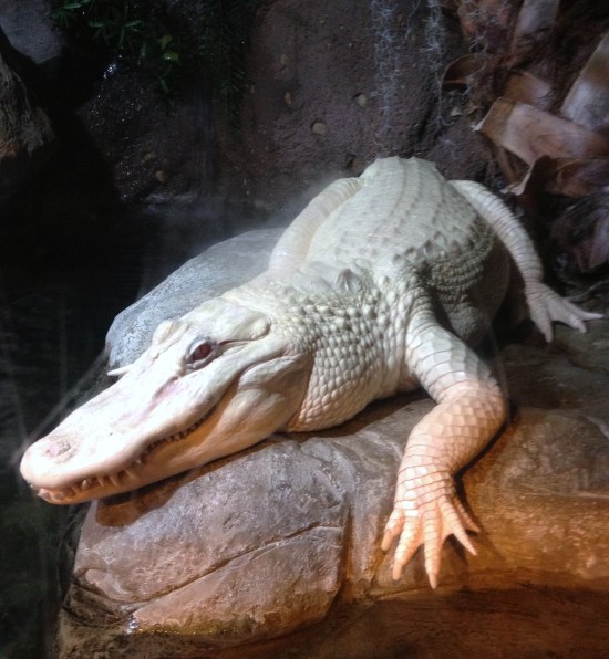 Eye to Eye with an Albino Alligator