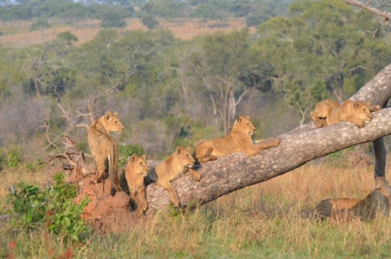 Lions on a Tree