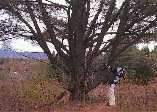 Our visit to The Big Tree