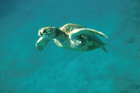 Up Close and Personal