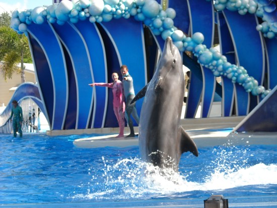 Sea World Dolphin Show