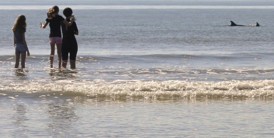 Dolphins at Coligny Beach