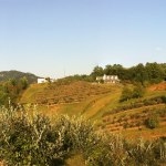 The farm on the hill where blueberries&nbsp;grow